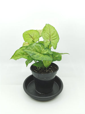 Syngonium Arrowhead Plant