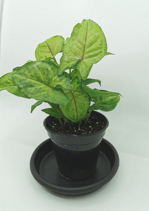 Syngonium Arrowhead Plant