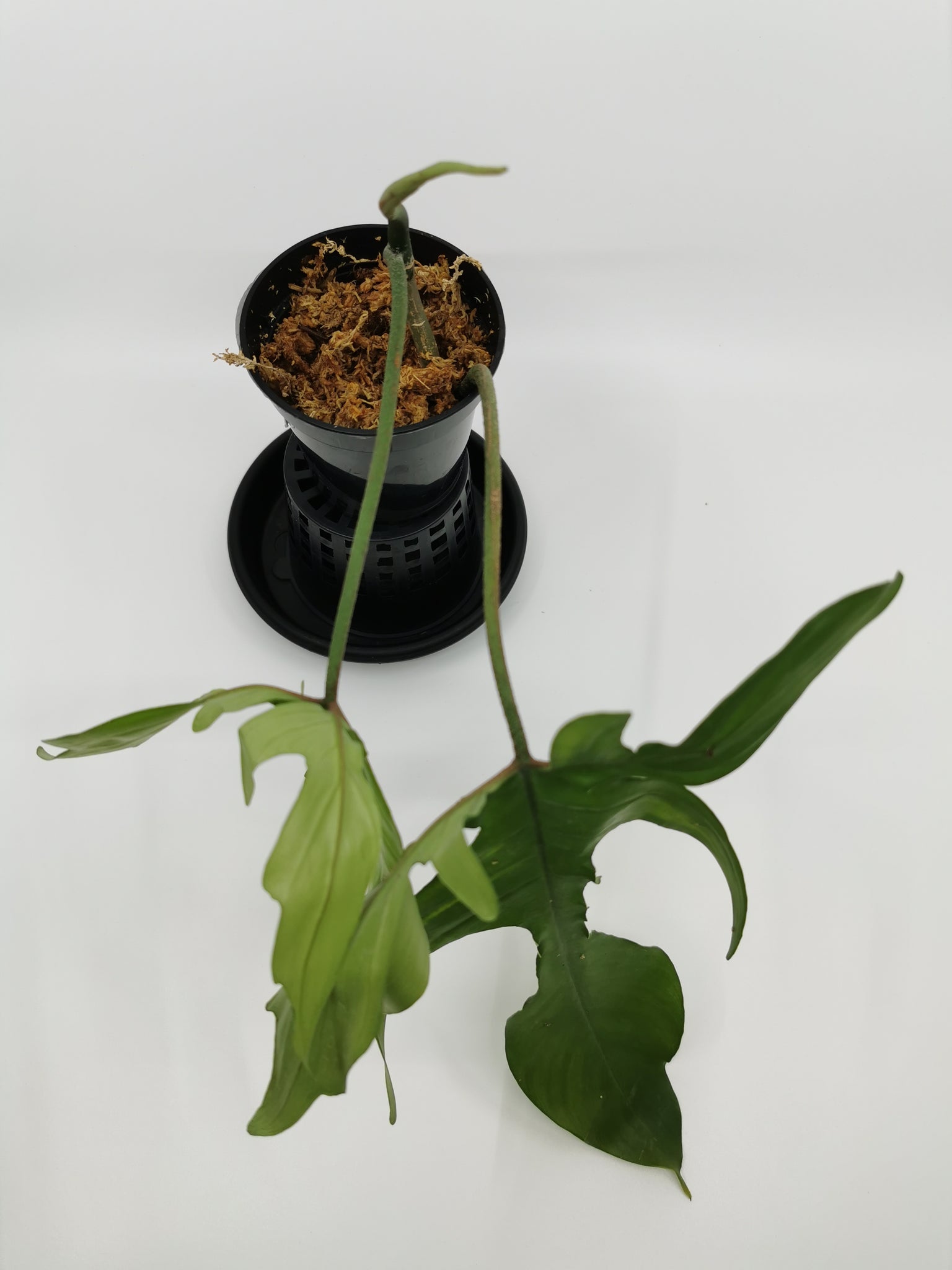 Philodendron Florida (Pedatum x Squamiferum) 7