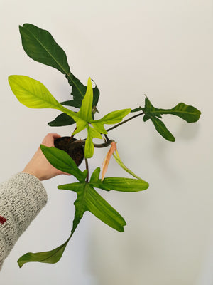 Philodendron Florida (Pedatum x Squamiferum) 2