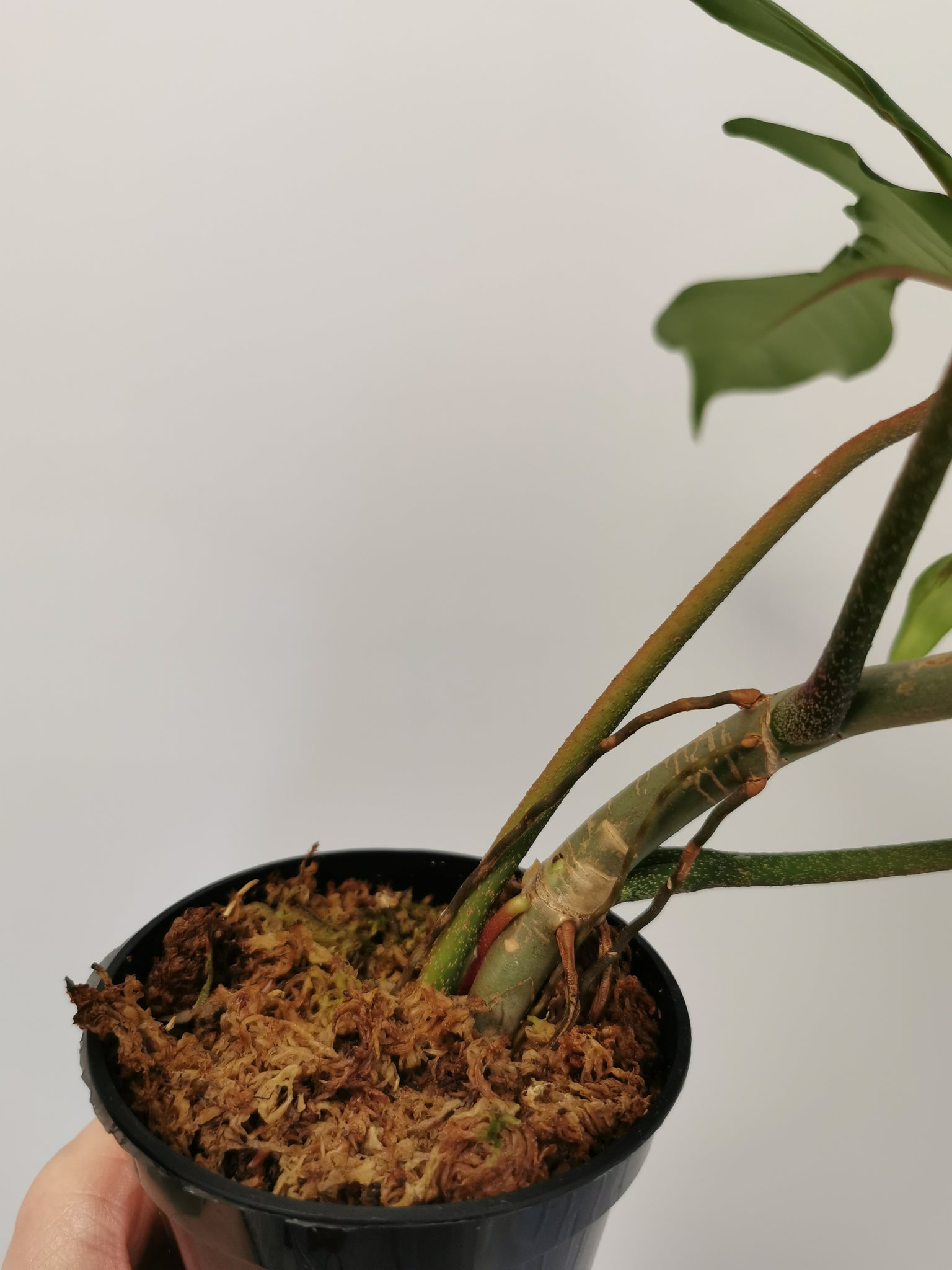 Philodendron Florida (Pedatum x Squamiferum) 2
