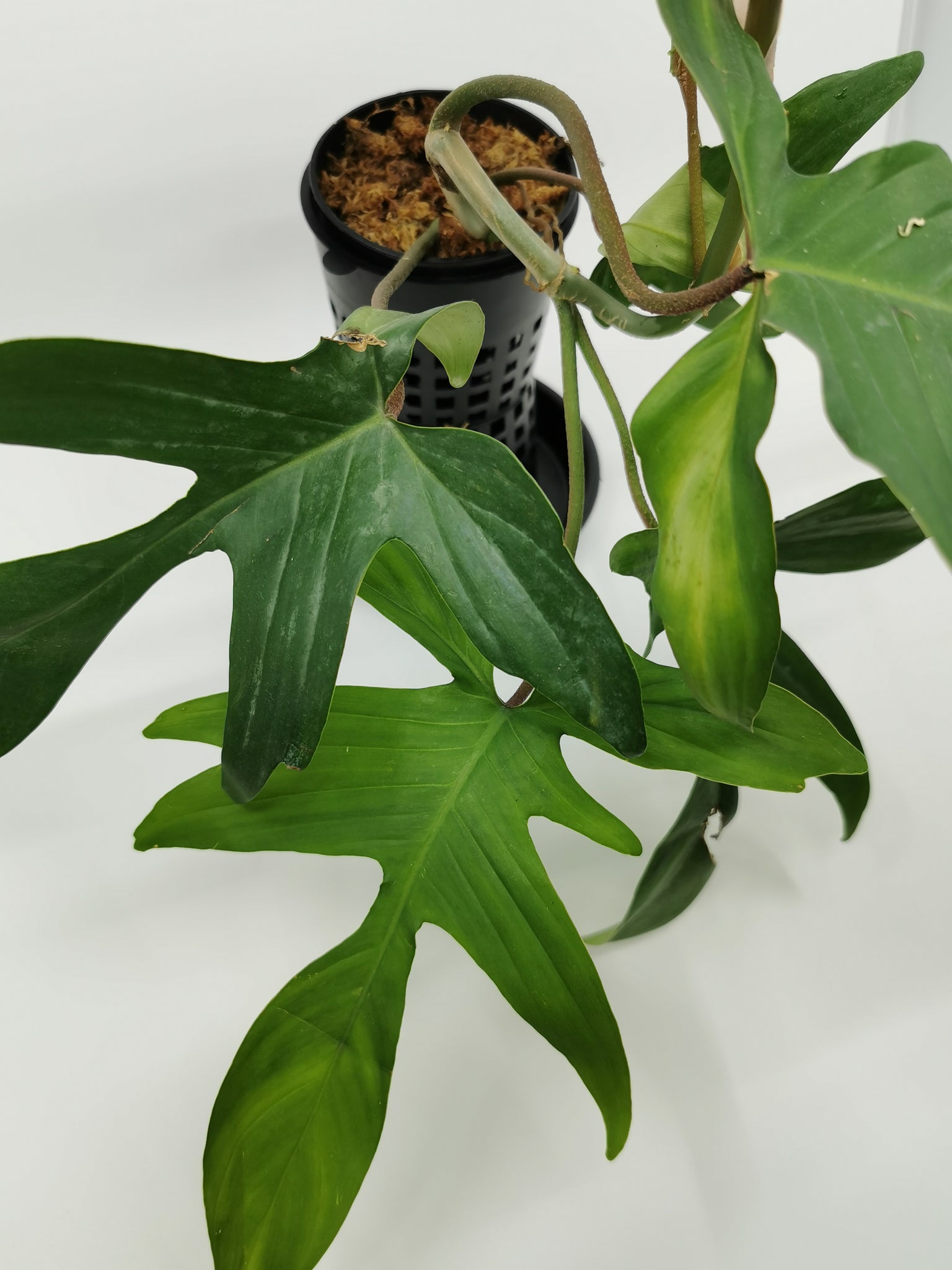 Philodendron Florida (Pedatum x Squamiferum) 5