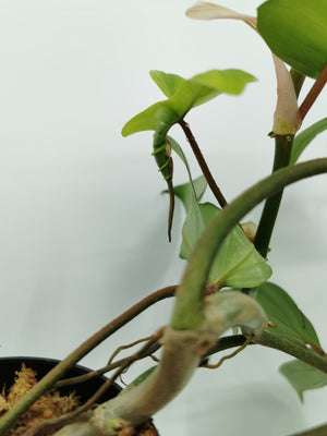 Philodendron Florida (Pedatum x Squamiferum) 5