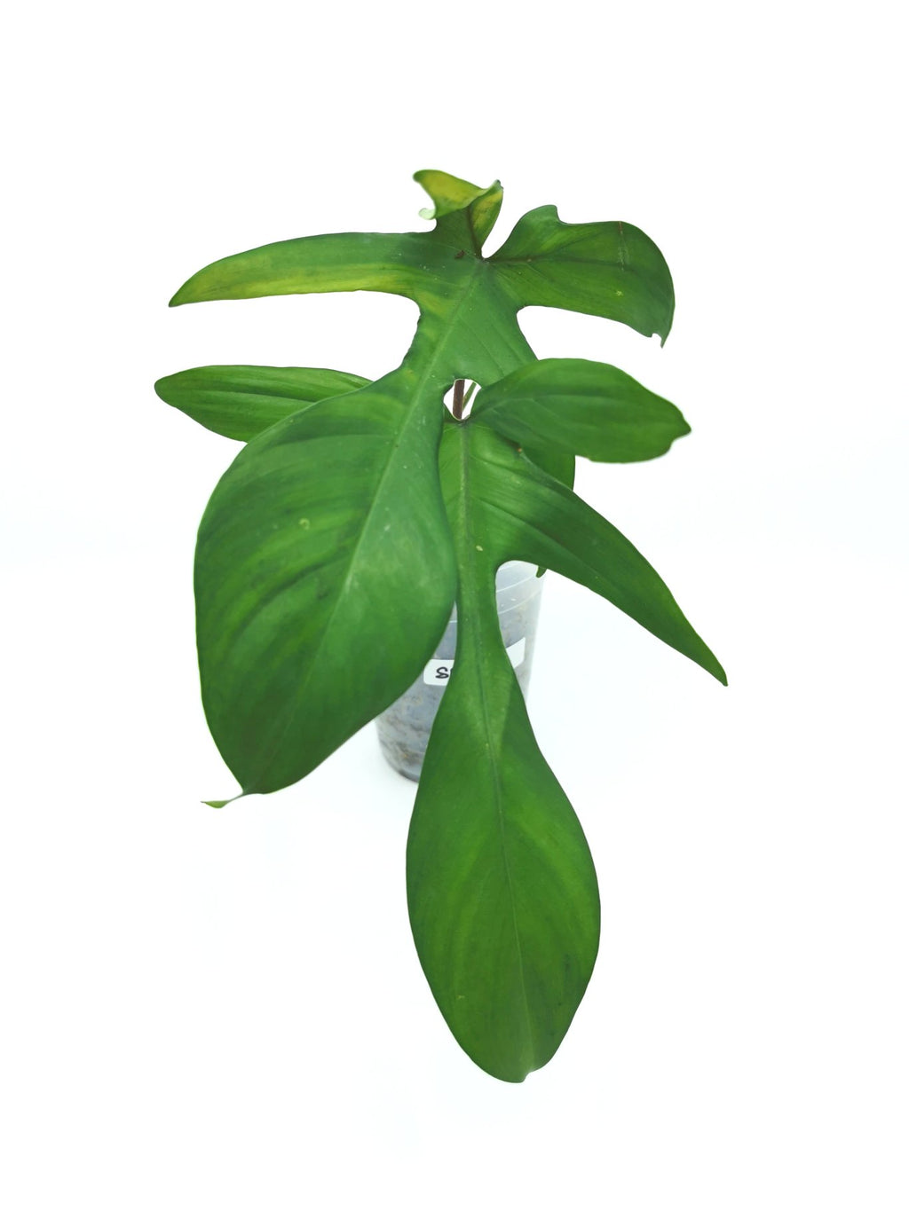 Philodendron Florida (Pedatum x Squamiferum) 3