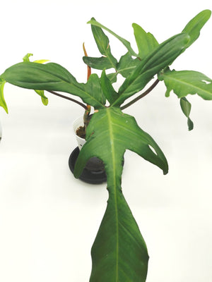 Philodendron Florida (Pedatum x Squamiferum) 4