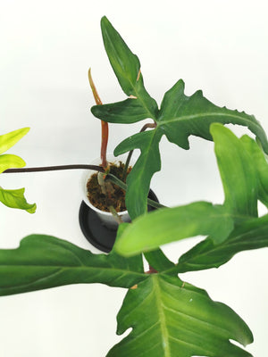 Philodendron Florida (Pedatum x Squamiferum) 4