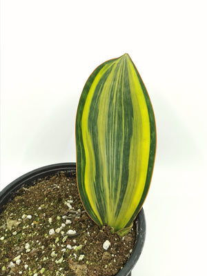 Variegated Whale Fin Sansevieria