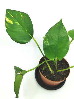 Giant Golden Pothos (Young)