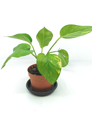 Giant Golden Pothos (Young)