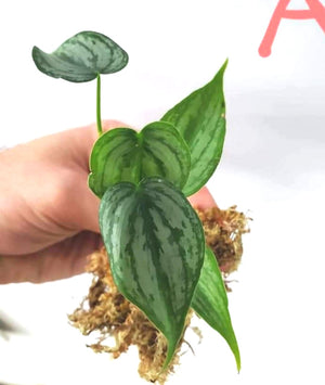 Philodendron Brandtianum A