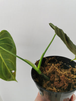 Philodendron Melanochrysum 3