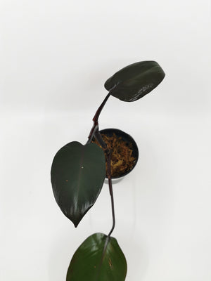Philodendron Bloody Mary