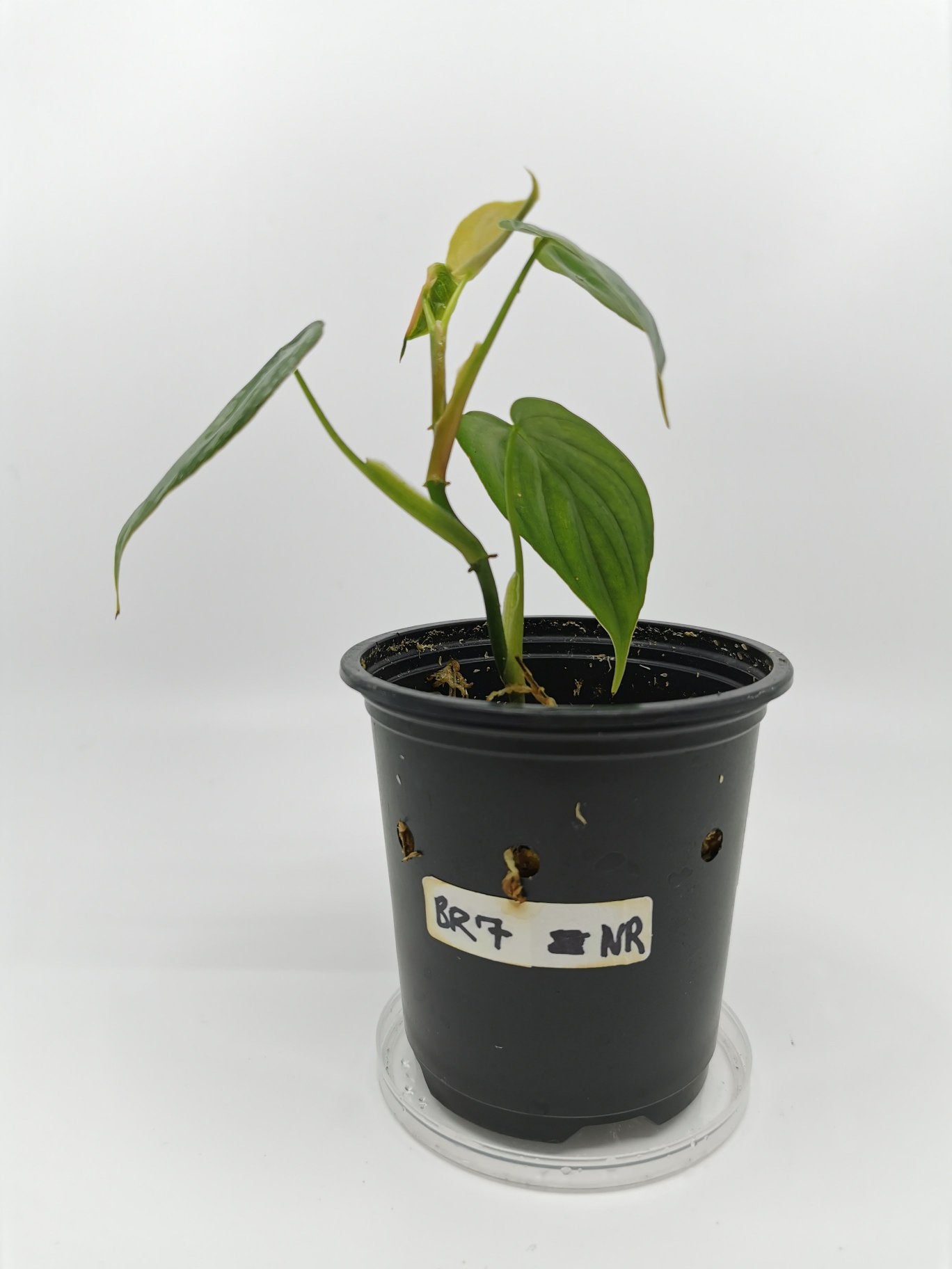 Philodendron Brandtianum H