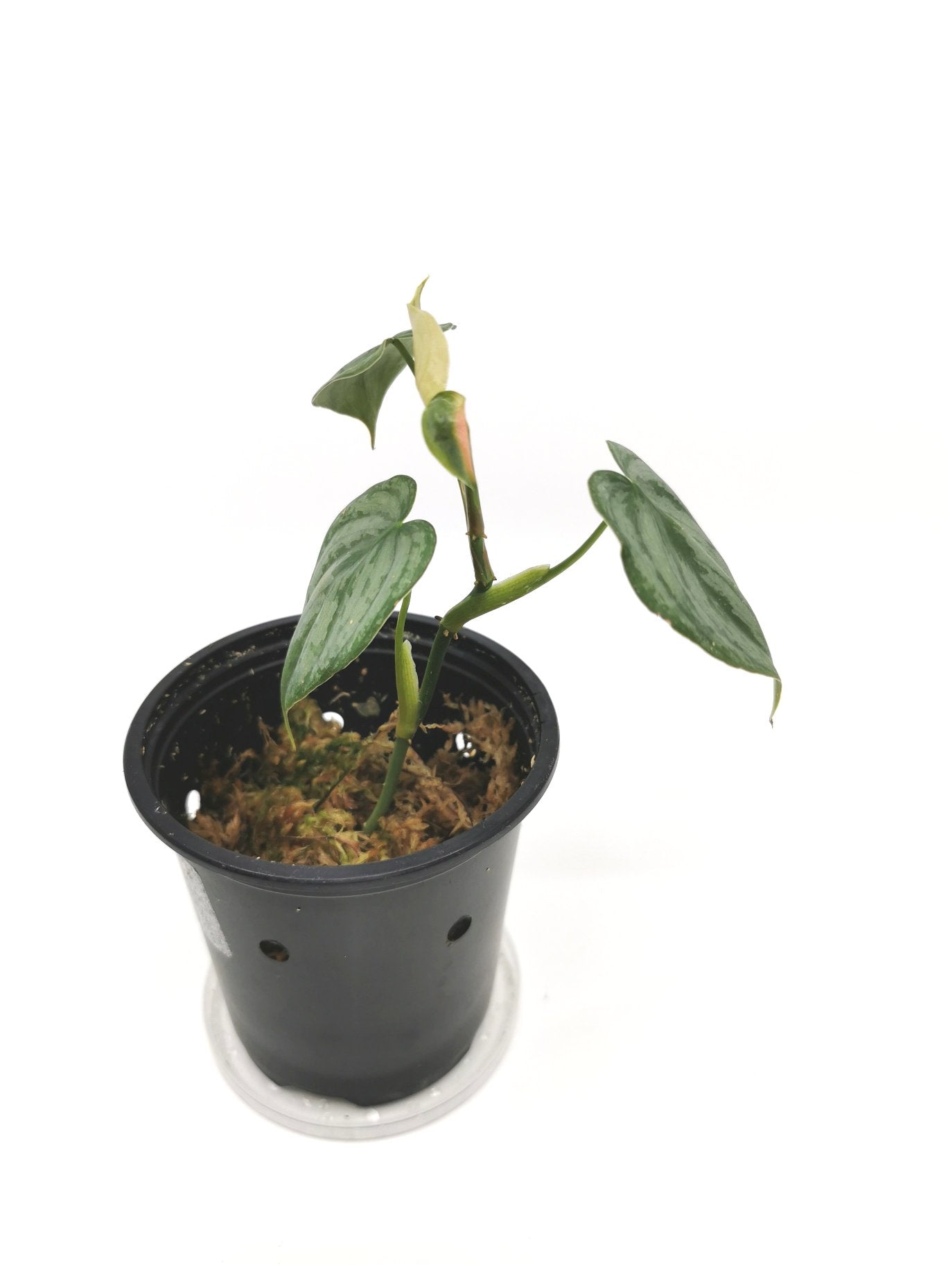 Philodendron Brandtianum H