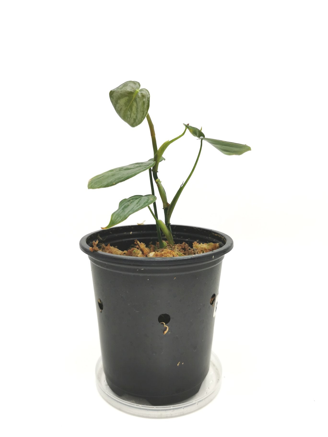 Philodendron Brandtianum J