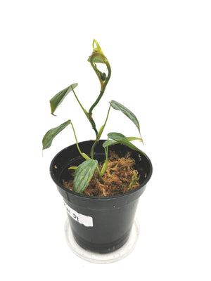 Philodendron Brandtianum I