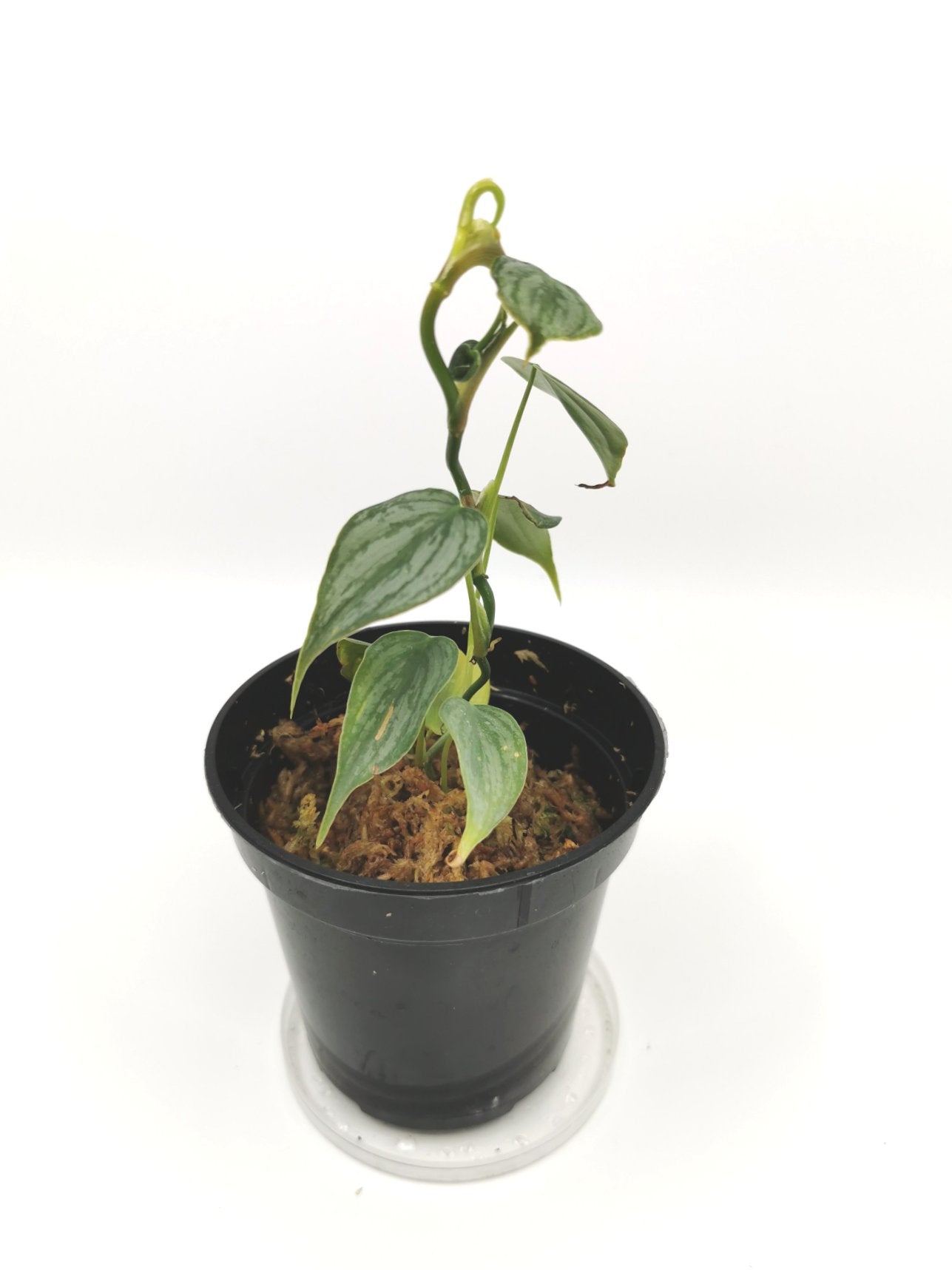 Philodendron Brandtianum I