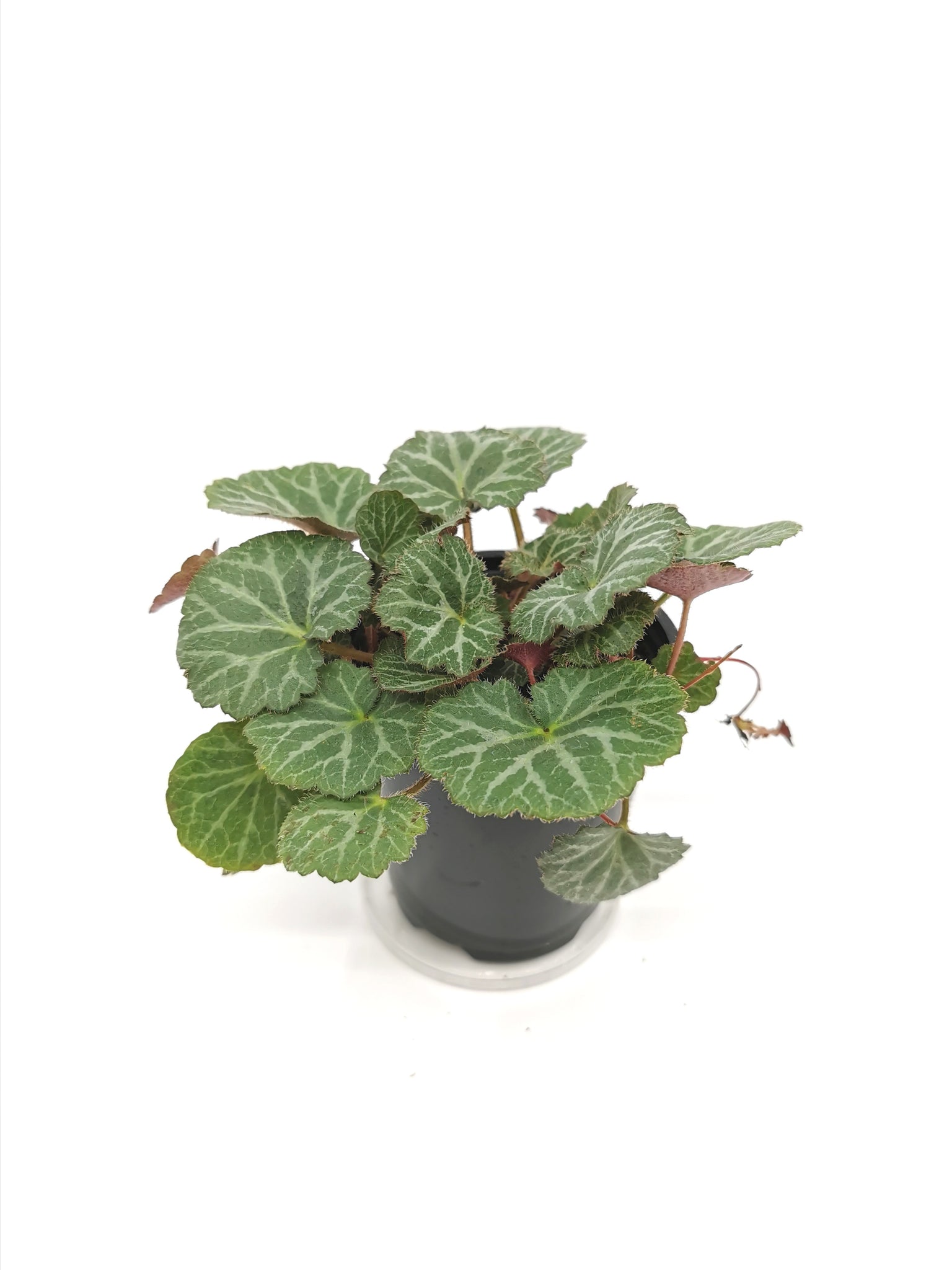 Begonia Strawberry /  Saxifraga Stolonifera