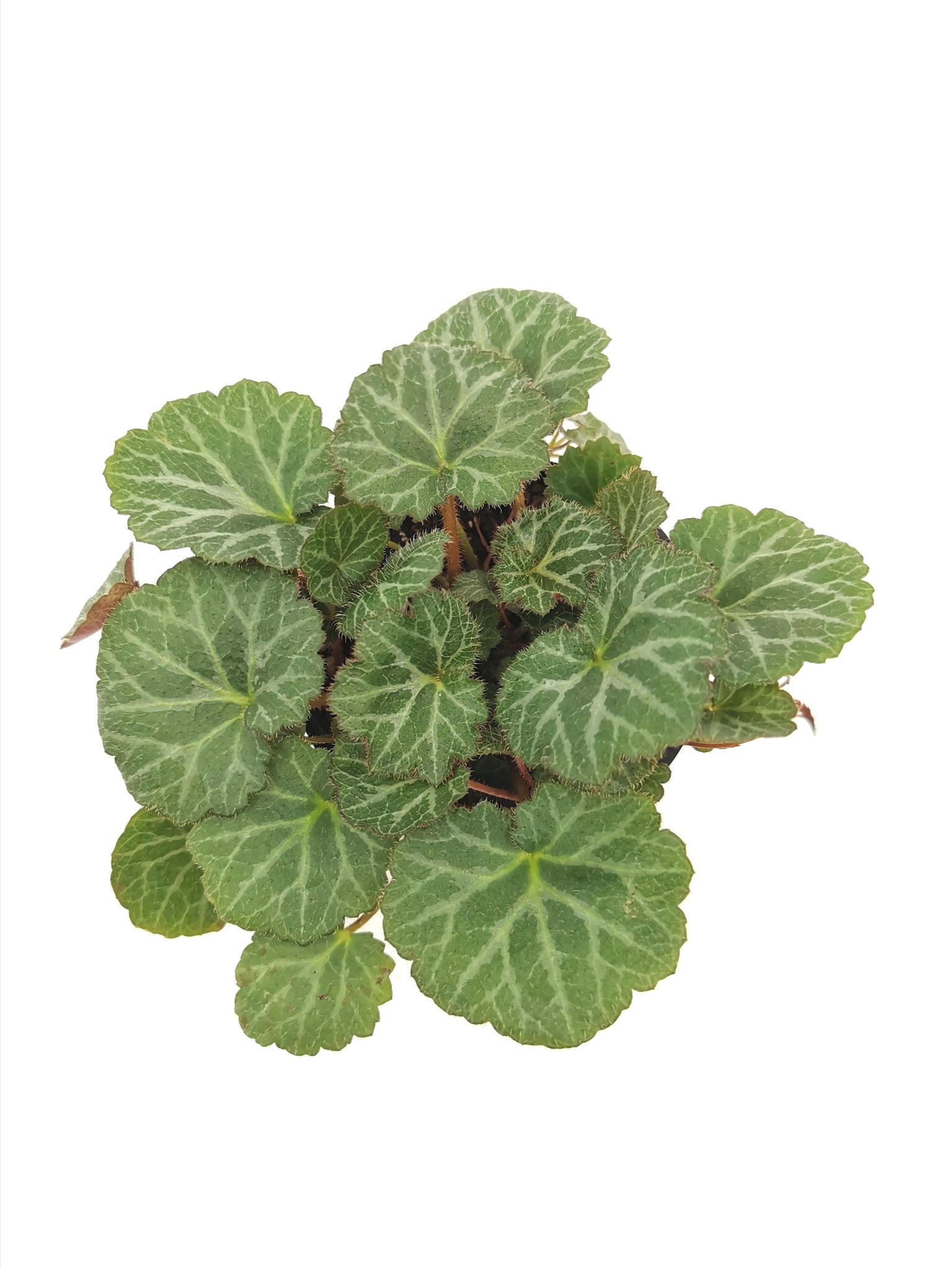 Begonia Strawberry /  Saxifraga Stolonifera