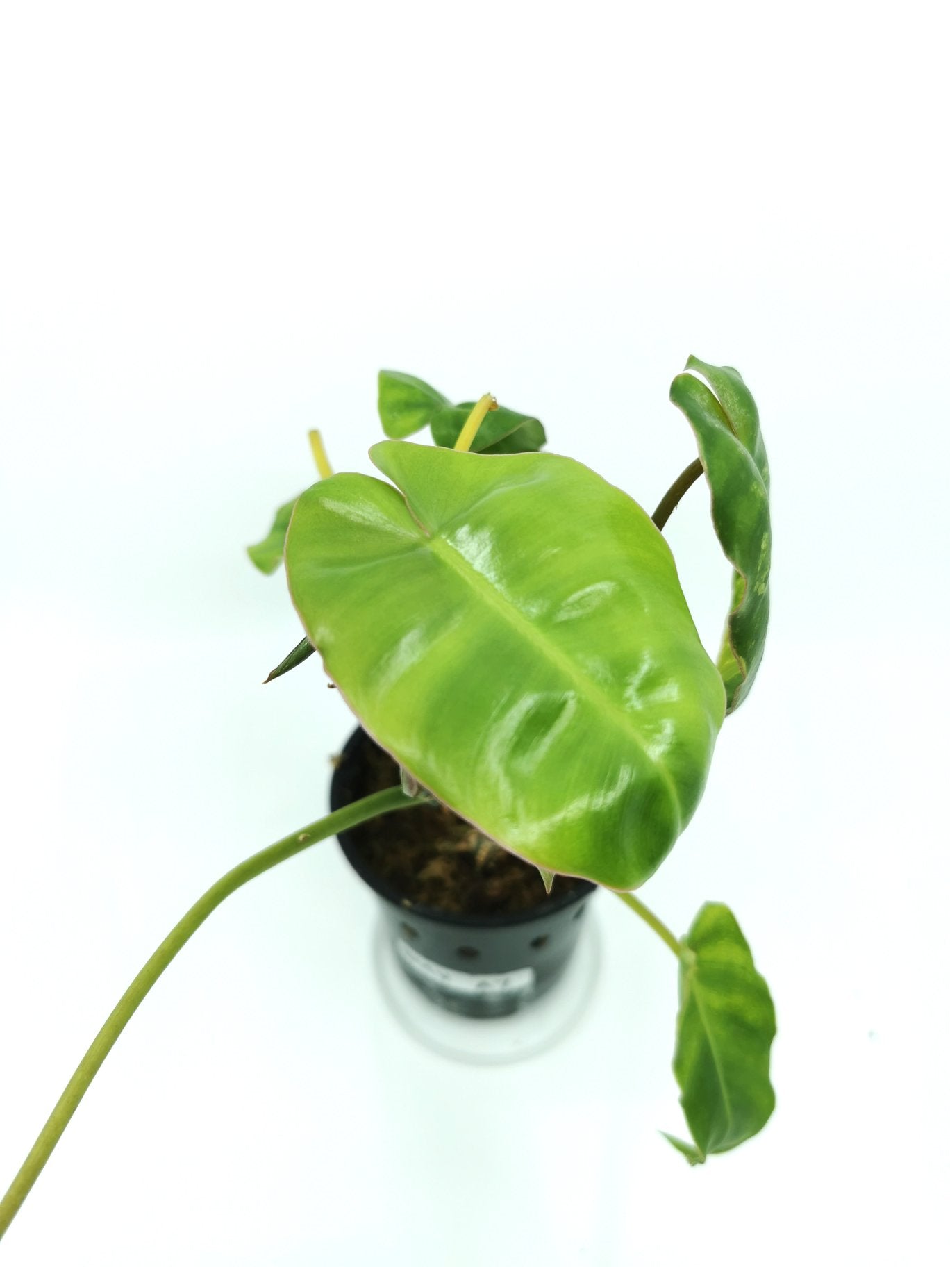 Philodendron Burle Marx Variegated