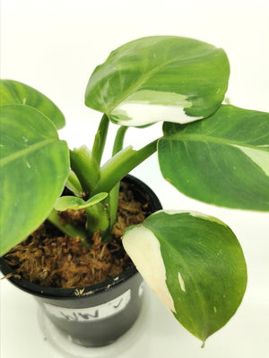 Philodendron White Wizard 3