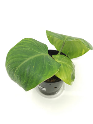 Philodendron White Wizard 4