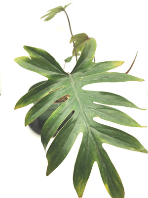Philodendron Tahiti