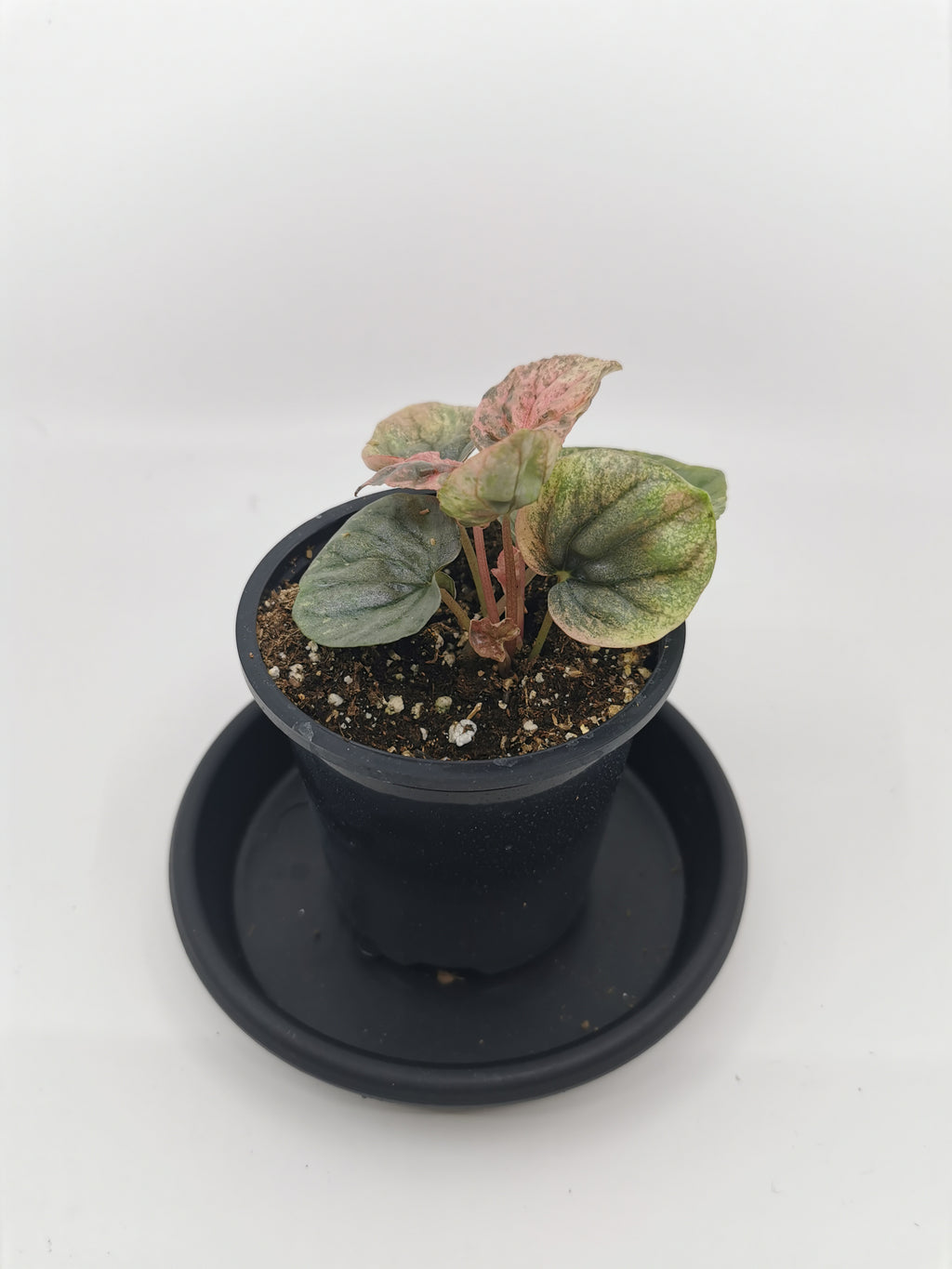 Peperomia Pink Lady L