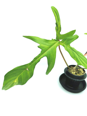 Philodendron Florida (Pedatum x Squamiferum) 6