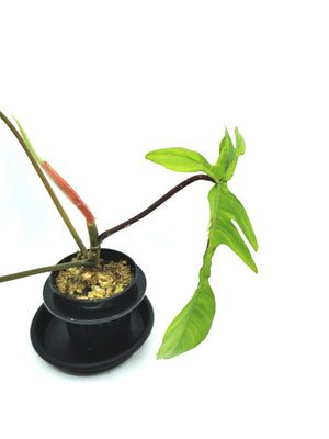 Philodendron Florida (Pedatum x Squamiferum) 6