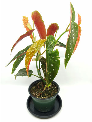 Begonia Maculata / Polka Dot