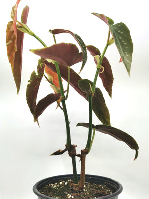 Begonia Maculata / Polka Dot
