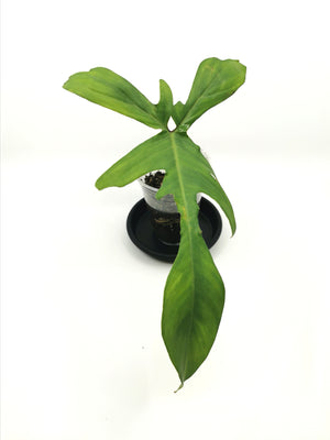 Philodendron Florida (Pedatum x Squamiferum) 8