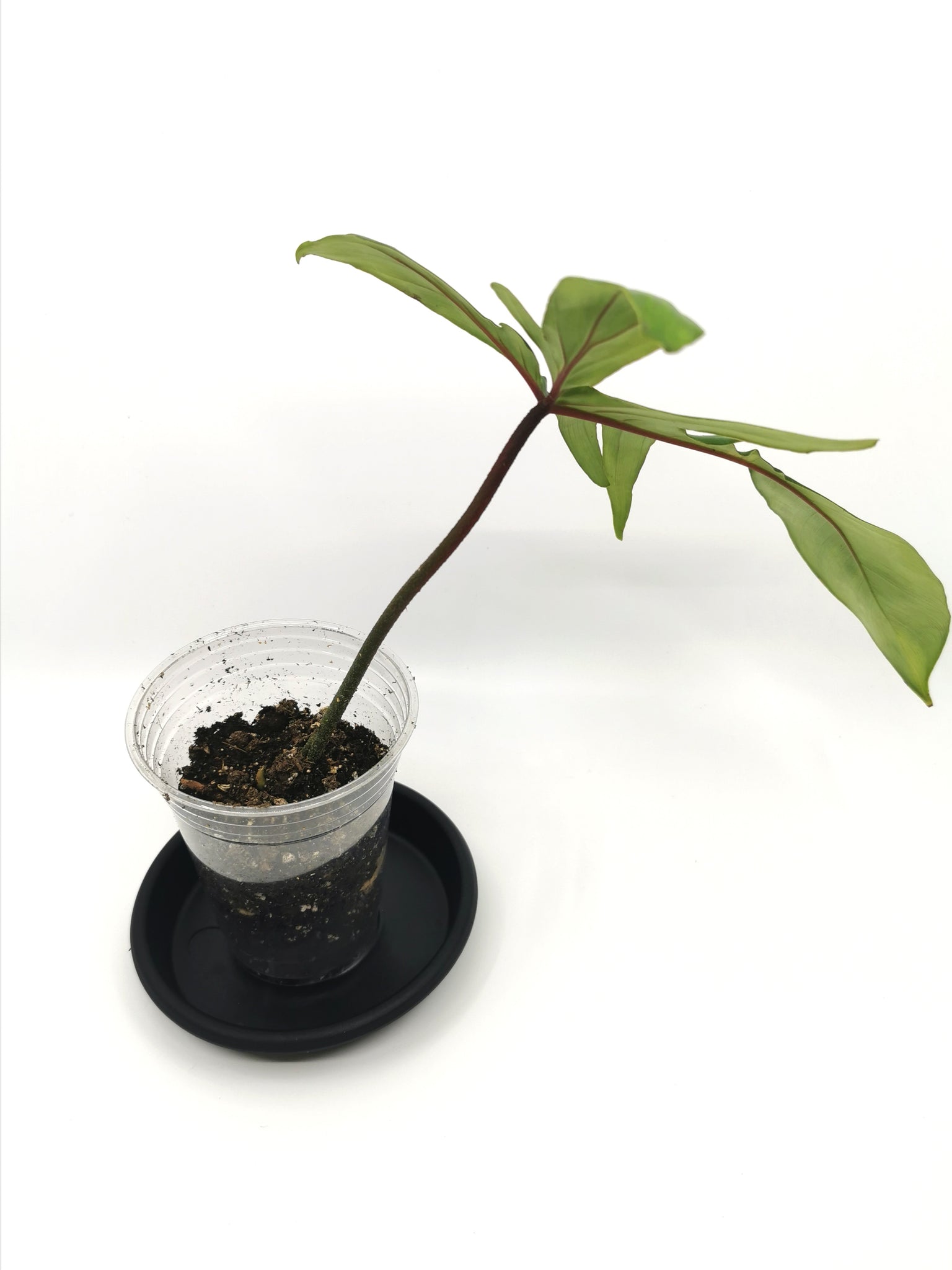Philodendron Florida (Pedatum x Squamiferum) 8