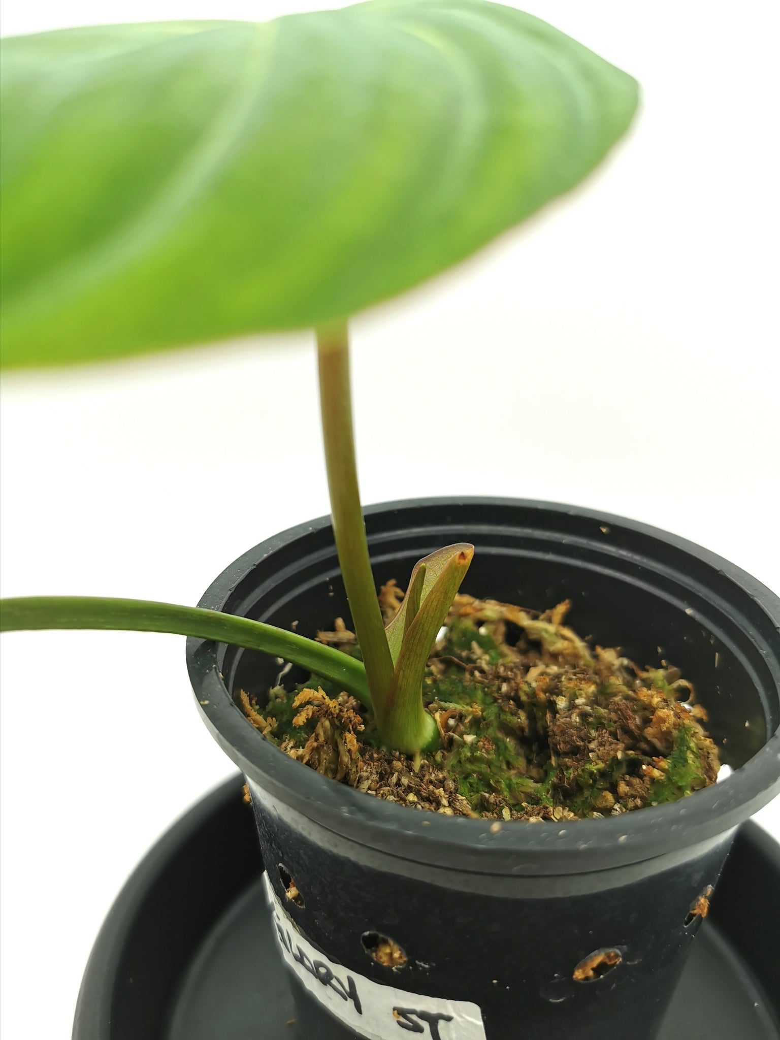 Philodendron Gloriosum 2