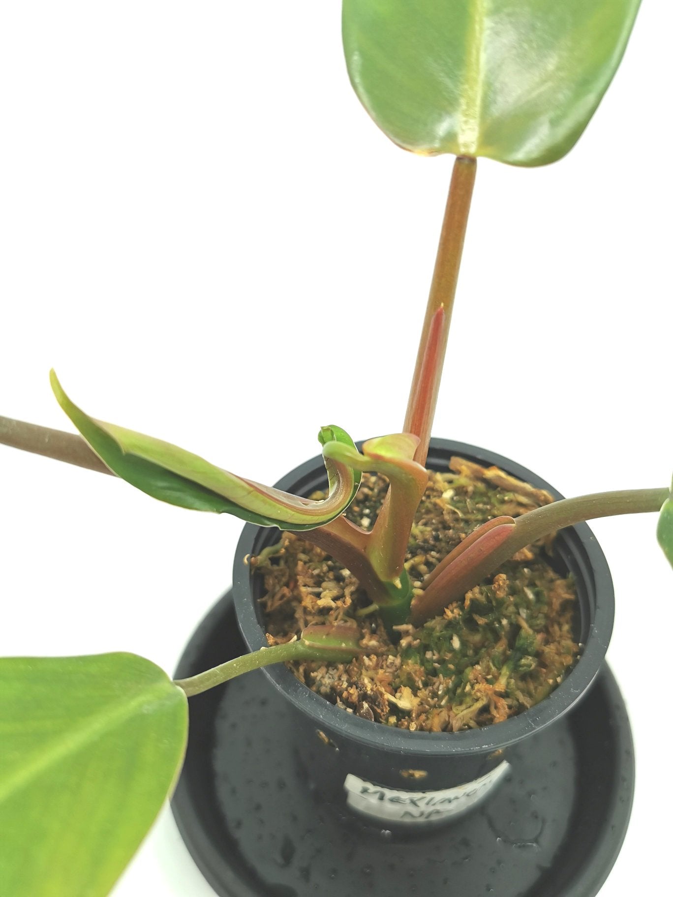 Philodendron Mexicanum 1