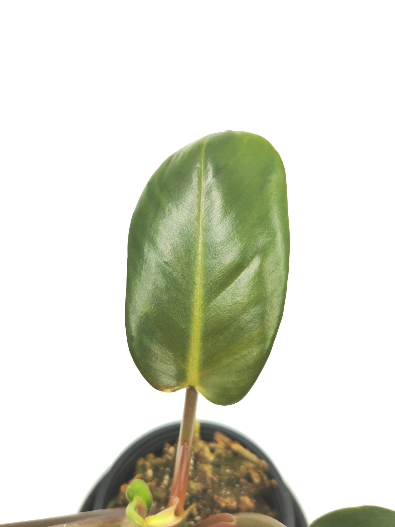Philodendron Mexicanum 1