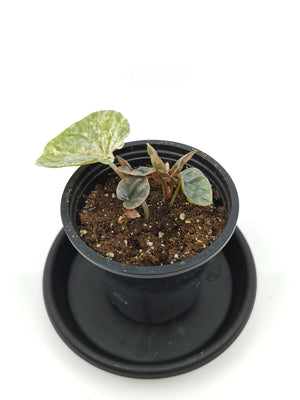 Peperomia Pink Lady 1