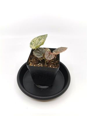Peperomia Pink Lady 2