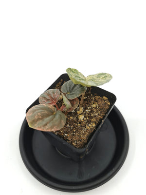 Peperomia Pink Lady 2