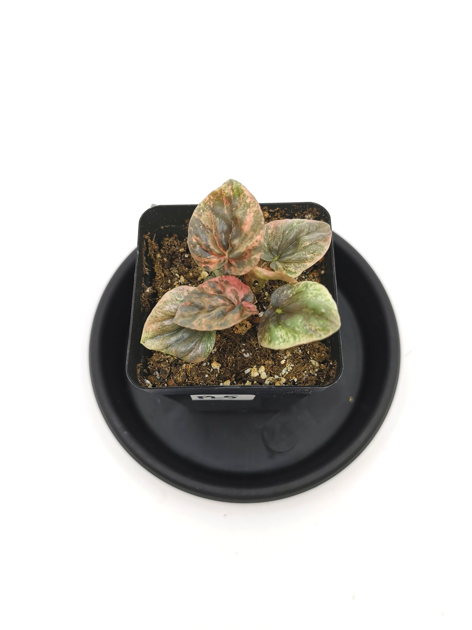 Peperomia Pink Lady 5