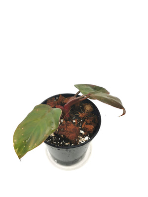 Pink Princess Philodendron10