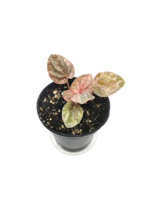 Peperomia Pink Lady 6