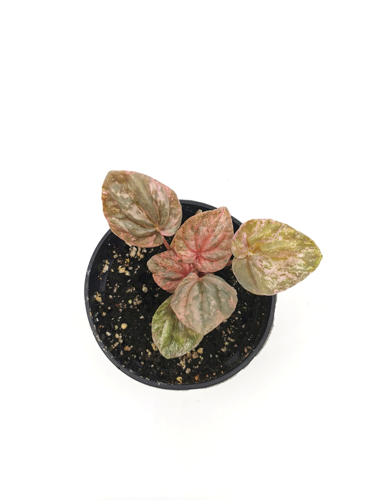 Peperomia Pink Lady 6