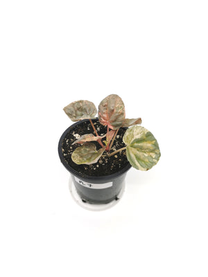 Peperomia Pink Lady 7