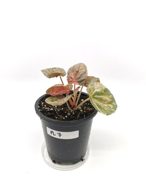 Peperomia Pink Lady 8