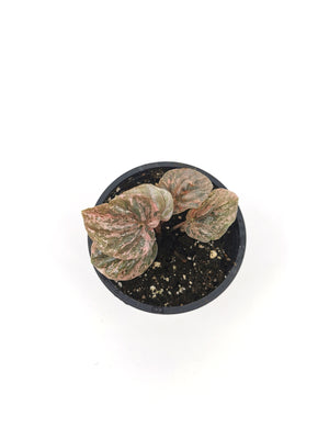 Peperomia Pink Lady 7