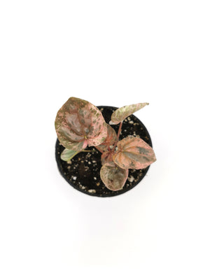 Peperomia Pink Lady 9