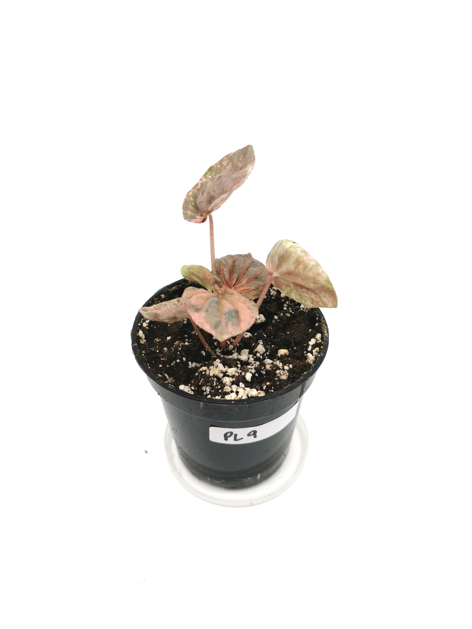 Peperomia Pink Lady 9