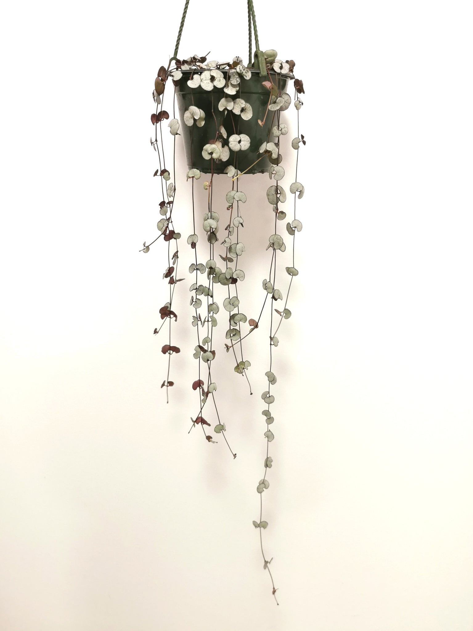 Ceropegia Woodii - String of Hearts Silver Glory Hanging Basket